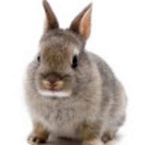 Meet your Posher, Ani